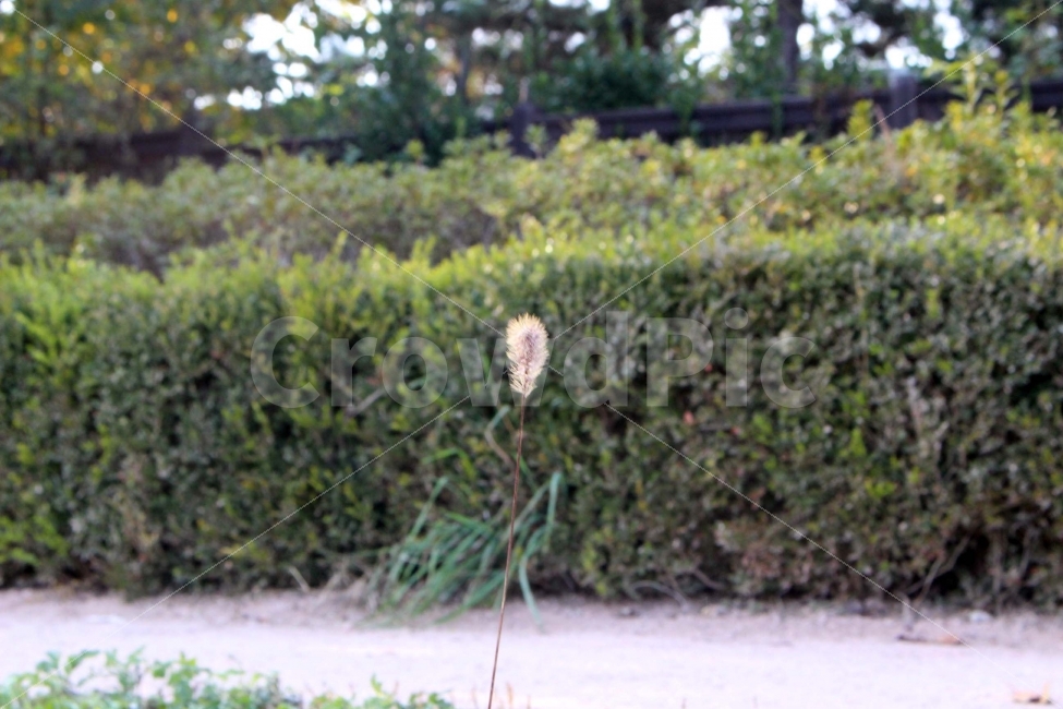 풀,강아지풀,식물,홀로,외로움,여름,야외,자연,길,나들이,산책,식물,자연,plants,nature