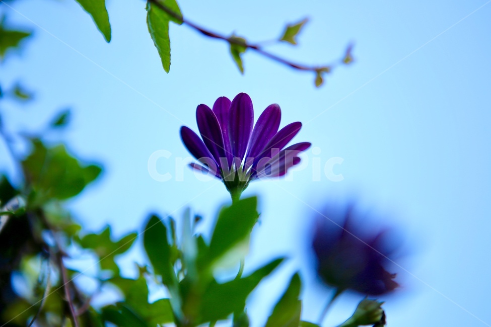 보라색,꽃,하늘,풀잎,자연,배경,식물,자연,plants,nature,꽃,flower