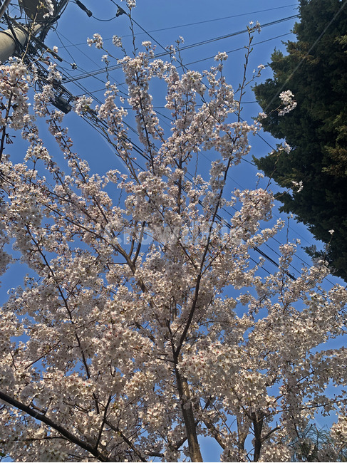 plant,식물,벚꽃,봄,하늘,봄꽃
