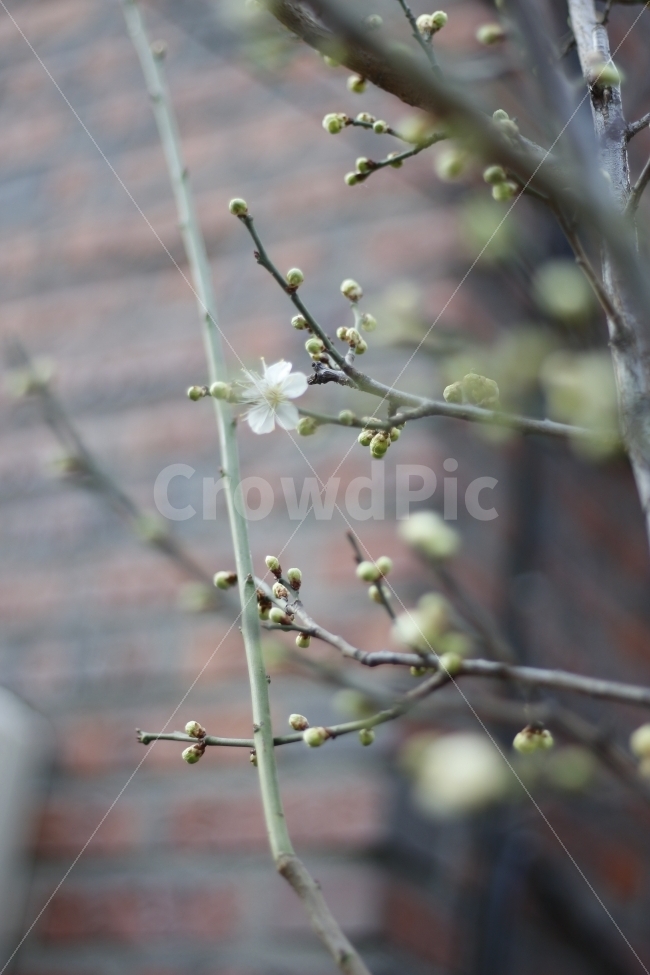 꽃,나무,봄,자연,꽃봉오리,flower,blooming,spring,식물,자연,plants,nature,봄,계절,spring,season,꽃,flower,plant