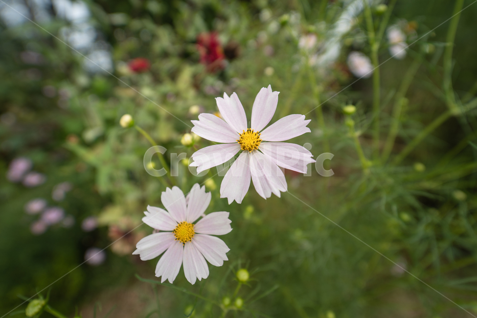 flower,botanical,plant,꽃,식물,가을,계절,fall,autumn,season,식물,자연,plants,nature,꽃,flower,daisies,데이지,blossom,daisy