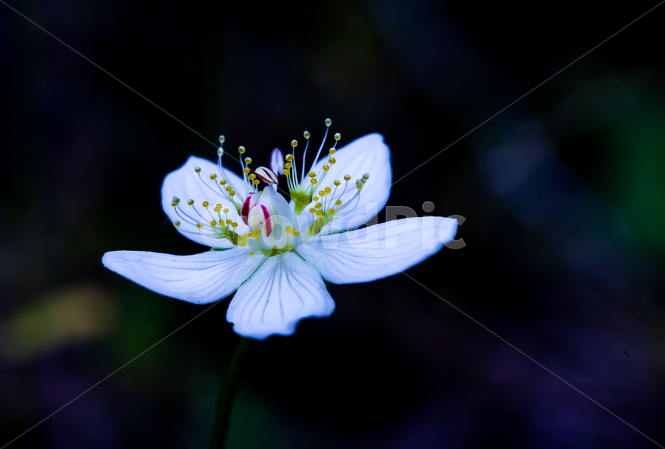 물매화,립스틱물매화,꽃,자연의미,접사,청초함,식물,자연,plants,nature,꽃,flower