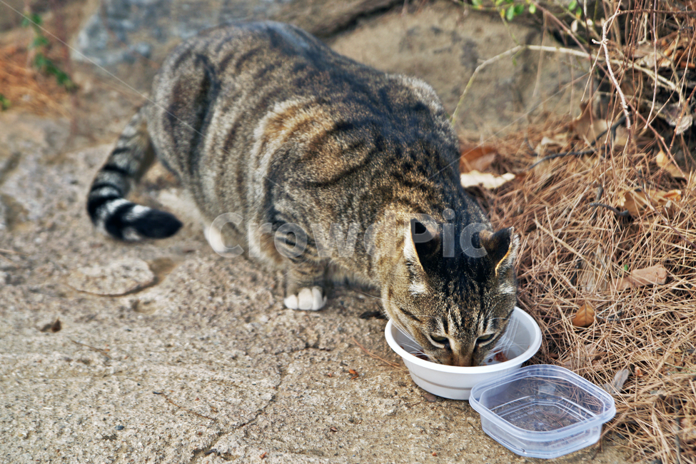 고양이,길고양이,밥먹는고양이,코숏,동물,야옹이,cat,동물,animal,포유류,mammal,고양이,cat,kitten,kitty