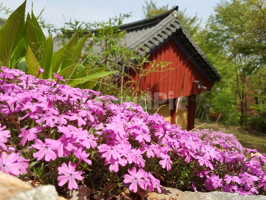 들꽃,절,산,보라꽃,꽃,기와,지붕,봄
