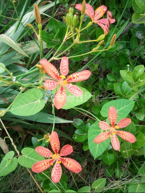 범부채,붓꽃과,주황색,나비꽃,호접화,레오퍼드플라원,식물,자연,plants,nature,꽃,flower