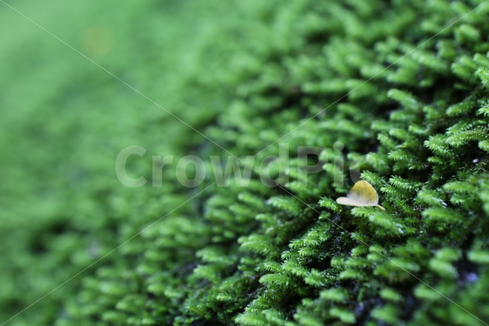이끼,비,초록,이방인,여름,식물,자연,plants,nature