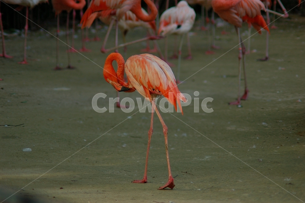 동물,animal,자연,nature,동물원,조류,새,플라밍고,동물,animal,조류,새,birds