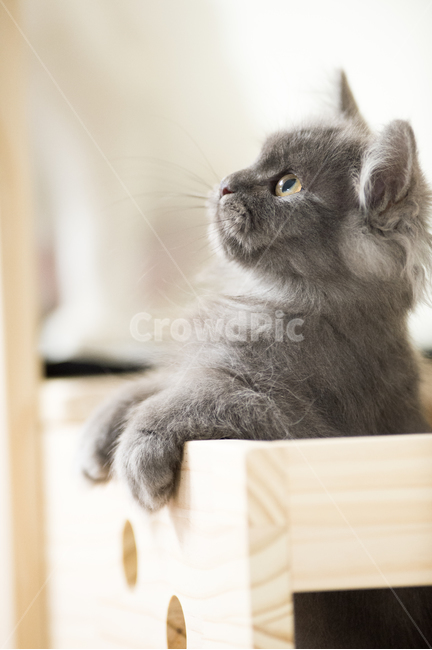 고양이,페르시안,반려동물,고양이사징,친칠라,동물,animal,포유류,mammal,고양이,cat,kitten,kitty