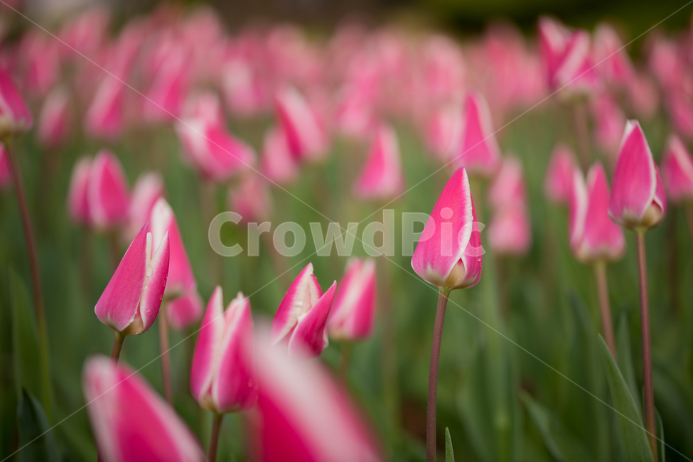 튤립,꽃,봄,봄꽃,식물,야외,실외,도심공원,봄,계절,spring,season,식물,자연,plants,nature,꽃,flower,plant,blossom
