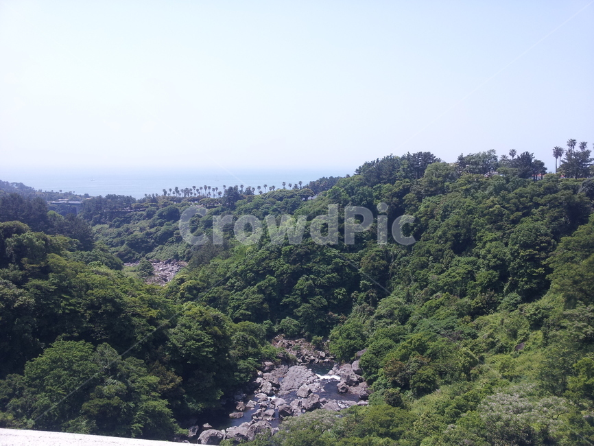 산,나무,숲,여름,제주,초록