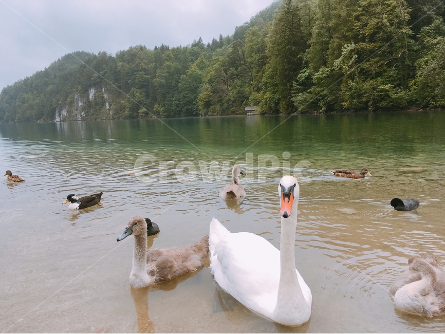 오리,백조,호수,동물사진,자연,퐁경,동물,animal,조류,새,birds