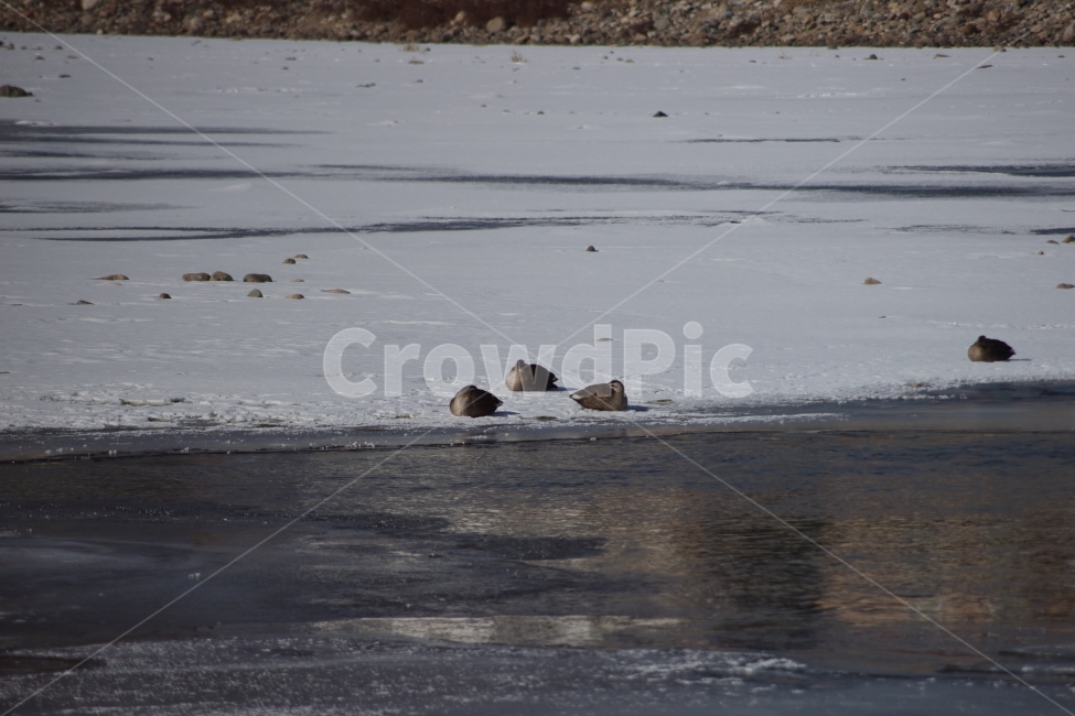 오리,흰뺨검둥오리,duck,새,조류,동물,강,얼음,눈,겨울,추운날,겨울,계절,winter,season,동물,animal,조류,새,birds