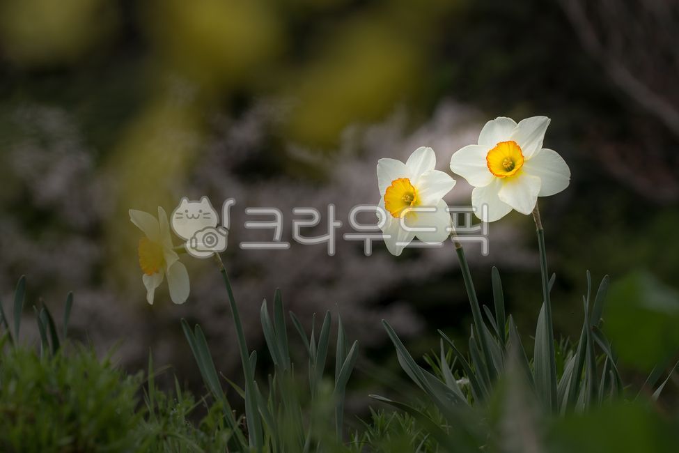 Cheongsando,affix,Do not forget me,forgetmenot,flower