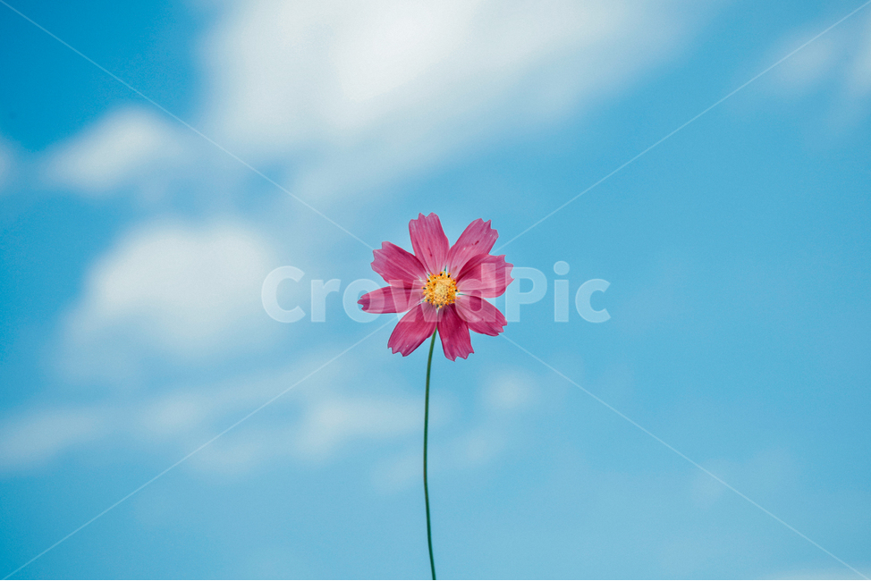 꽃,plant,식물,코스모스,가을,하늘,구름,파란,가을,계절,fall,autumn,season,식물,자연,plants,nature,꽃,flower,daisy,데이지,daisies,blossom