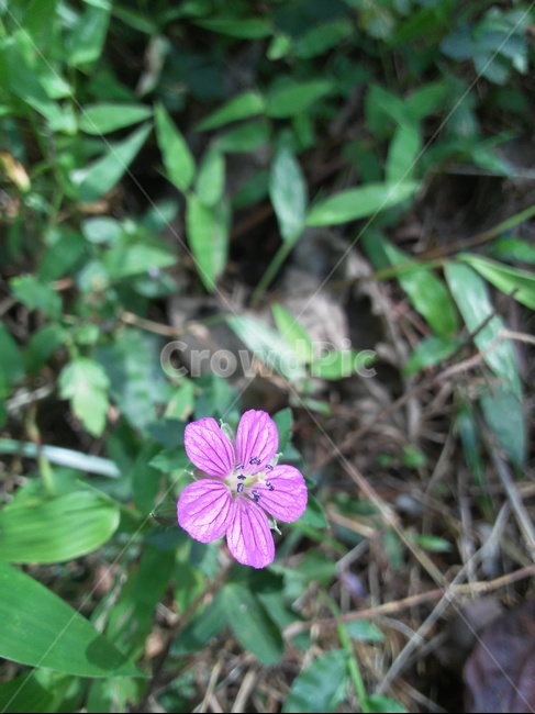 꽃,분홍꽃,꽃한송이,예쁜꽃,활짝핀꽃,식물,자연,plants,nature,꽃,flower