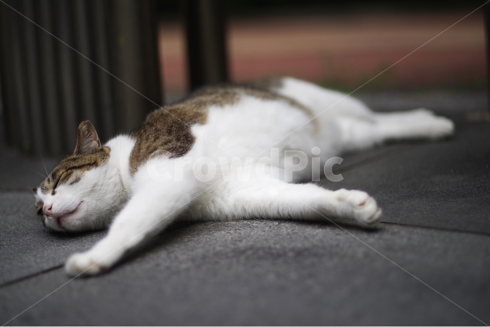 고양이,길고양이,길냥이,동물,야생동물,야생,자연,생물,귀여움,포유류,생명,애완동물,cat,kitty,kitten,cute,lovely,adorable,pet,animal,wild,wildlife,wildanimal,street,streetcat,stray,straycat,동물,animal,포유류,mammal,고양이,cat,kitten,kitty