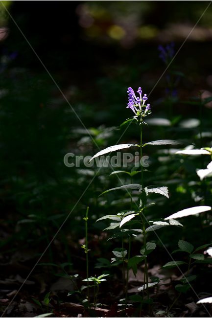 광릉골무꽃,꿀풀과,골무꽃속,야생화,봄,꽃,plant,wild,flower,자연,생태,식생,풀꽃,식물,자연,plants,nature,꽃,flower