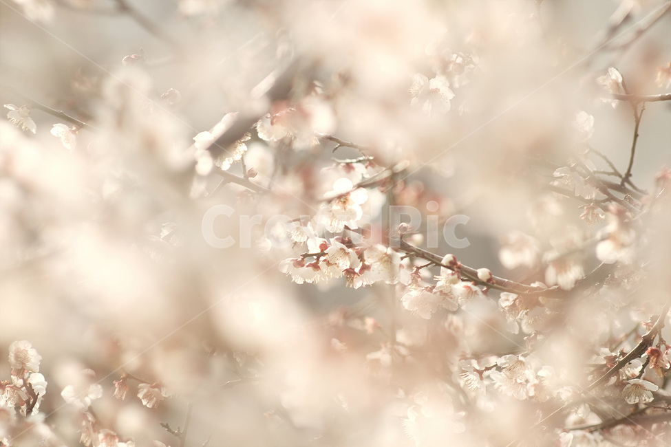 자연,매화,꽃,봄,매화꽃,spring,flower,nature,식물,plant,봄,계절,spring,season,식물,자연,plants,nature,꽃,flower