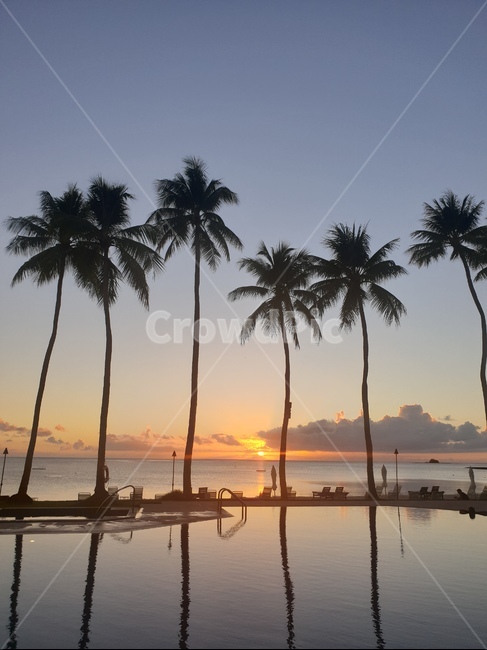 tree,나무,arecaceae,야자수,여름,summer,식물,tropical,palmtree,석양