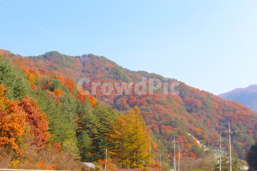 풍경,숲,나무,자연,가을,가을풍경