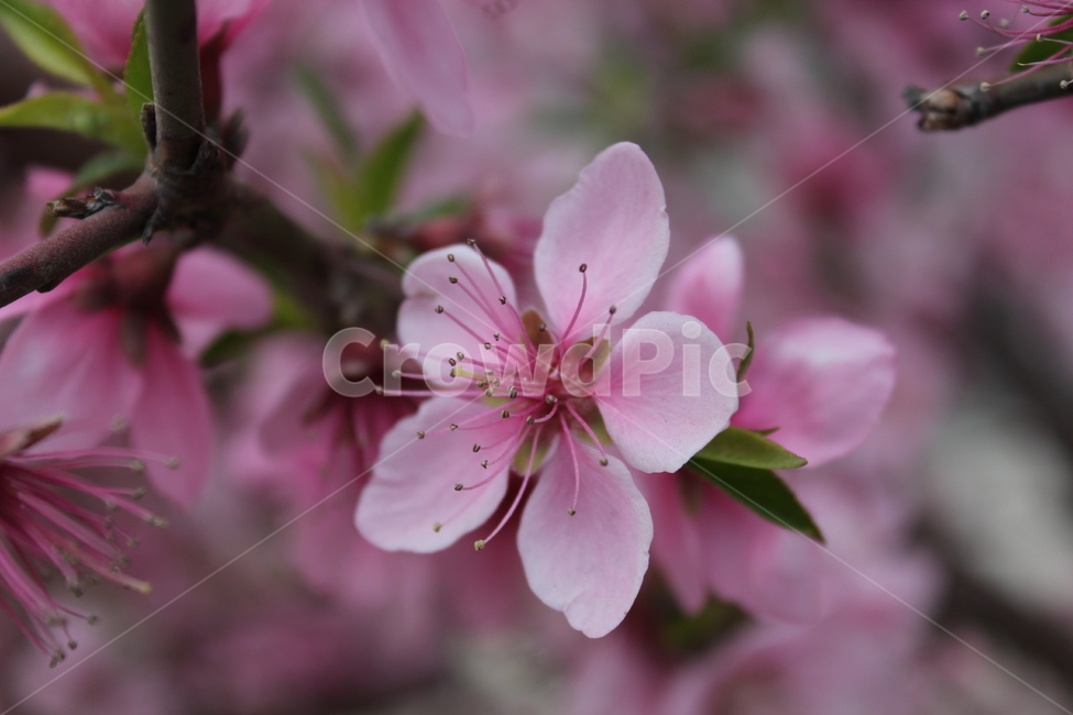 벚꽃,봄,바람,분홍색꽃,식물,flower,blossom,식물,자연,plants,nature,꽃,flower