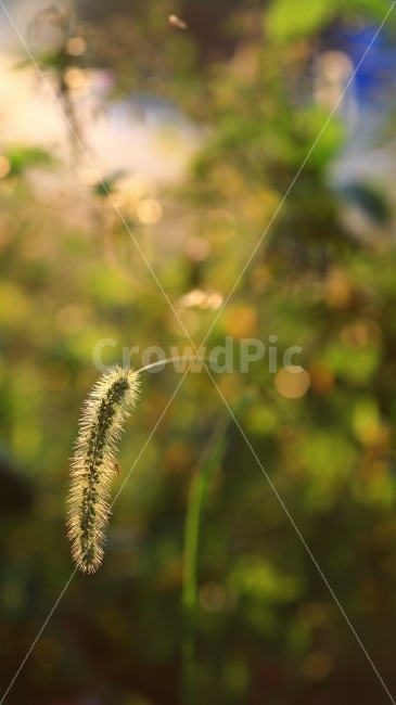 버들강아지,안면도,역광,램블란드,풍경,자연,여름,황금분할,식물,자연,plants,nature,감성,sensible,feeling