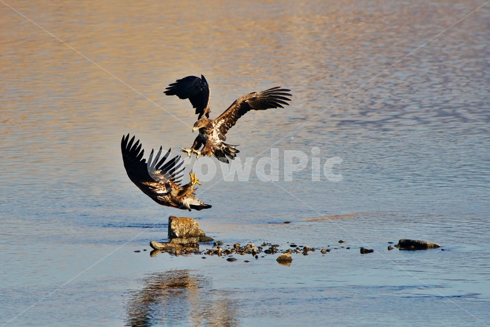 animal,동물,bird,새,흰꼬리수리,싸움,동물,animal,조류,새,birds