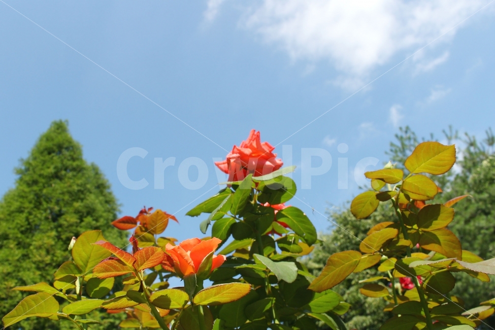 자연,여름,꽃,풍경,장미,색감,따뜻함,장미꽃,주황색,하늘,숲,나무,tree,forest,rose,summer,flower,식물,자연,plants,nature,꽃,flower