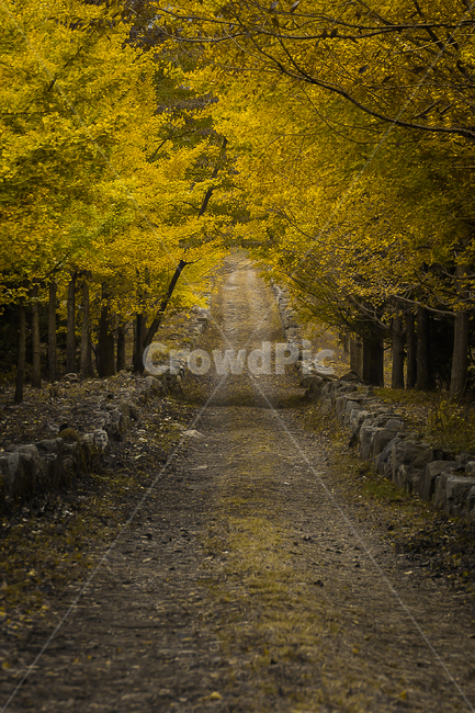 은행나무,은행나무숲,은행나무길,은행잎,산책,가을,계절,fall,autumn,season,자연,풍경,nature,landscape,ground,바닥,tree,나무,plant,식물