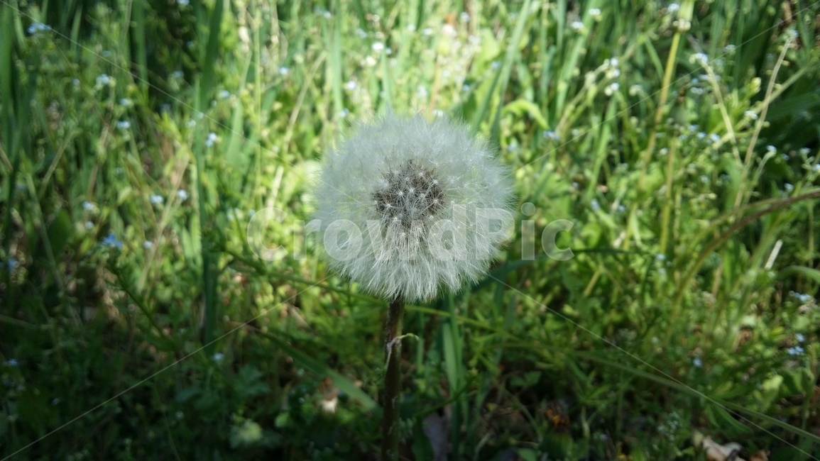 민들레,꽃,식물,plant,blossom,flower
