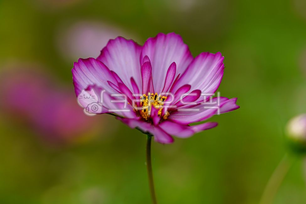 nature,flowergarden,flower garden,flowerbed,cosmos,Cosmos,flower,fall,plants,plant,fall flowers,autumn