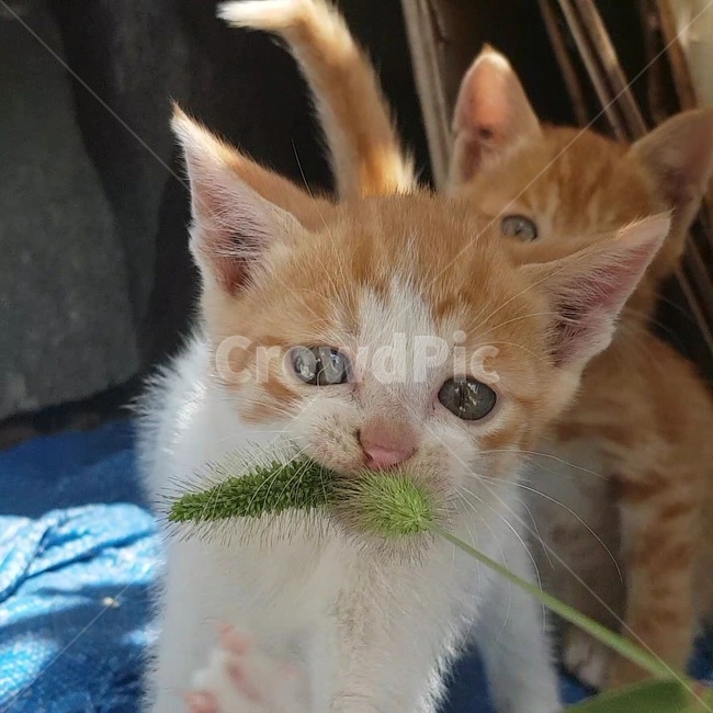 강아지풀,고양이,깨물기,새끼고양이,풀