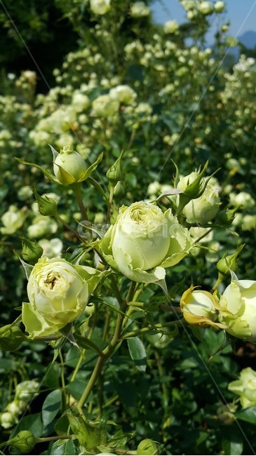 blossom,plant,식물,rose,장미,flower,꽃