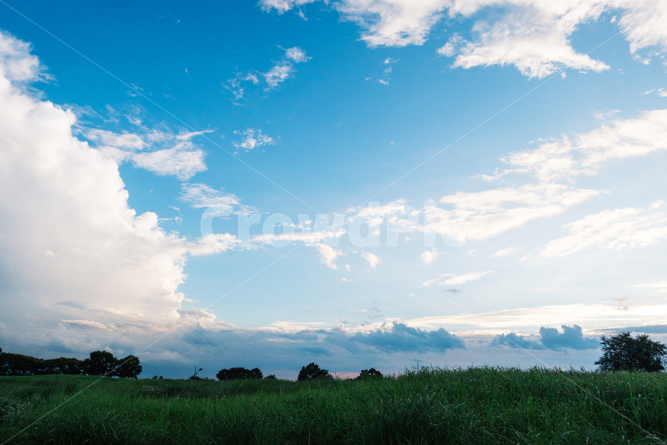 구름,하늘,파랑,새집,새둥지,풍경,하늘공원,자연,풍경,nature,landscape,outdoors,옥외,grass,잔디,plant,식물,azure sky,푸른 하늘,sky,grassland,목초지,field,들