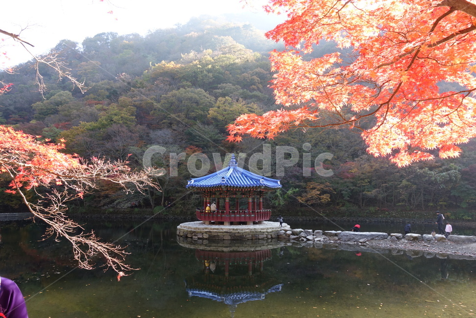 정자,우화정,내장산,단풍,풍경,호수,경치,돌다리,징검다리,가을,계절,fall,autumn,season