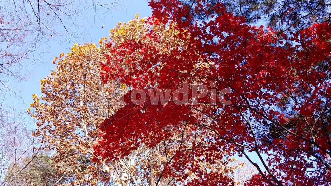 단풍나무,단풍,가을,fall,maple,하늘,풍경,자연,계절,nature,autumn,식물,경치,낙엽,나무,가을,계절,fall,autumn,season,plant,leaf,잎,tree