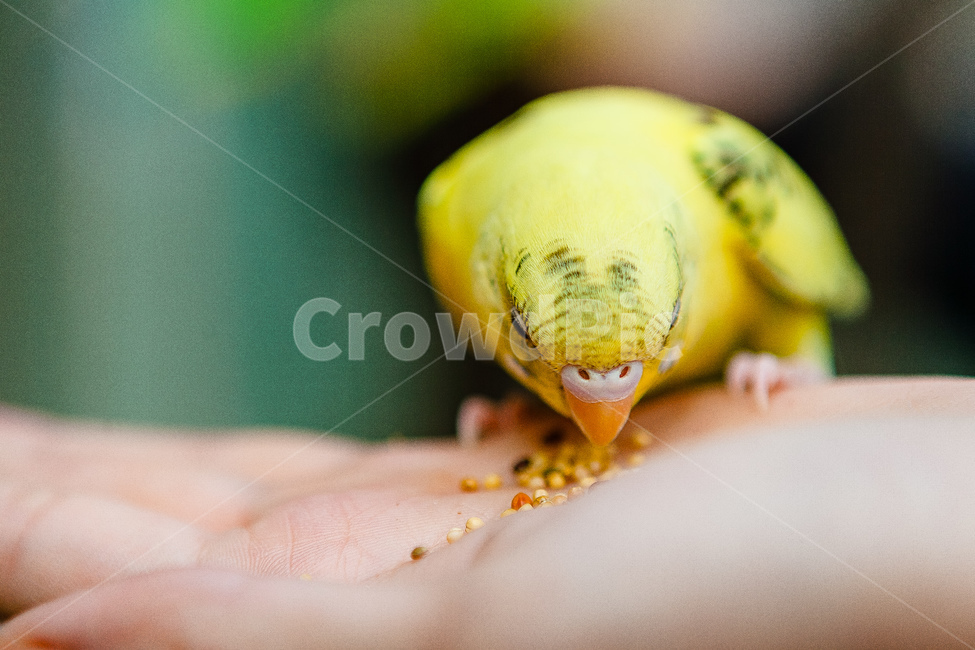 앵무새,동물원,새,생명,동물,날개,동물,animal,조류,새,birds