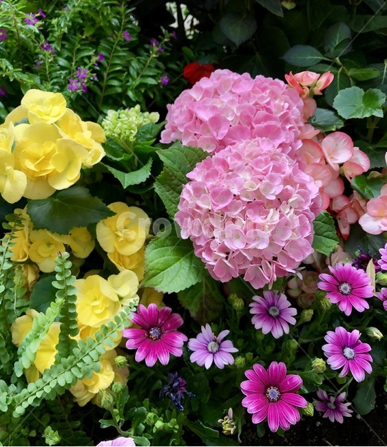 수국,꽃,식물,자연,nature,plants,분홍색,식물,자연,plants,nature,꽃,flower