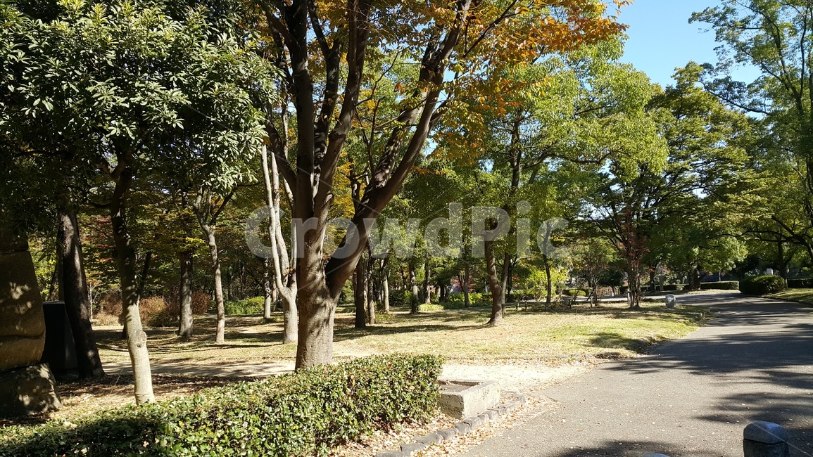 relaxed,Phytoncide,windless,forest of trees,park