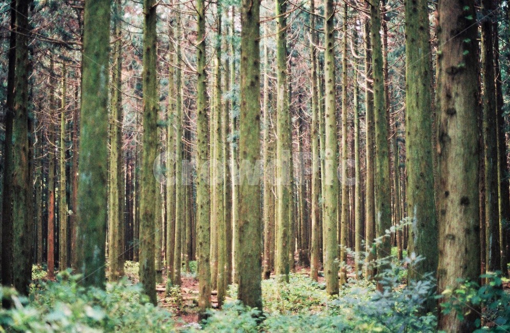 산,나뭇잎,숲,햇빛,나무,숲속,자연,힐링