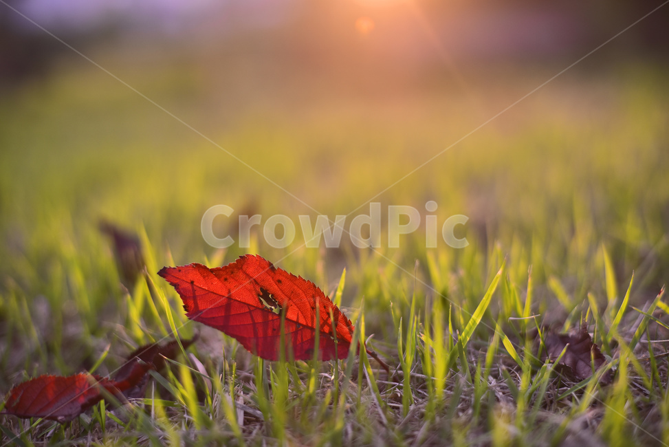 가을,가을배경,감성사진,낙엽,마지막잎새,일몰,해질녘,해질무렵,석양,가을분위기,가을서정,가을감성,잎새,잎사귀,이파리,leaves,sunset,light,feeling,sensible,emotional,leaf,잎,plant,식물,바닥,ground,잔디밭,풀밭,느낌,필링,서정적,분위기,빨강색,레드,red,alawn,agrassplot,apatchofgrass,단풍잎,빛,태양,sunlight,season,fall,autumn,계절,시즌,가을,계절,fall,autumn,season,식물,자연,plants,nature
