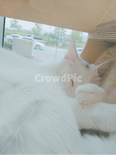고양이,터앙,터키시앙고라,오드아이고양이,하얀고양이