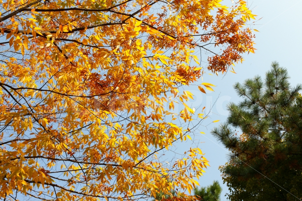가을,단풍,노랑색,가을하늘,소나무,나무,가을,계절,fall,autumn,season,식물,자연,plants,nature,나무,trees,wood,leaf,잎,plant,tree
