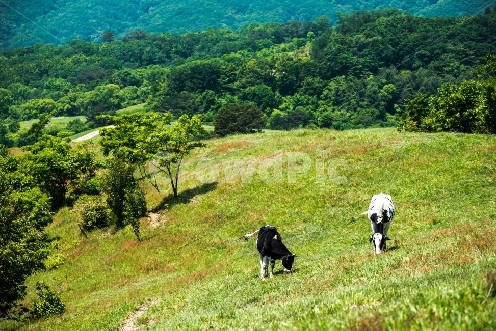 목장,동물,젖소,우유,farm,animals,milkcow,milk,동물,animal,포유류,mammal,산업,industry,industrial,목축업,목장,livestock farming,ranching,pasture