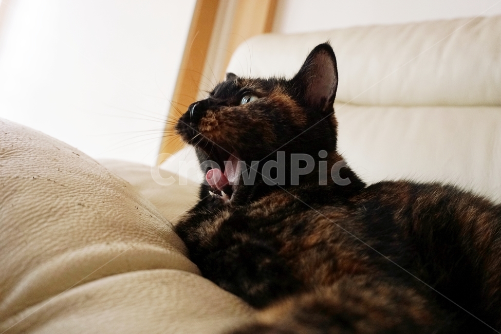 동물,고양이,코리안숏헤어,코숏,냐옹이,동물,animal,포유류,mammal,고양이,cat,kitten,kitty