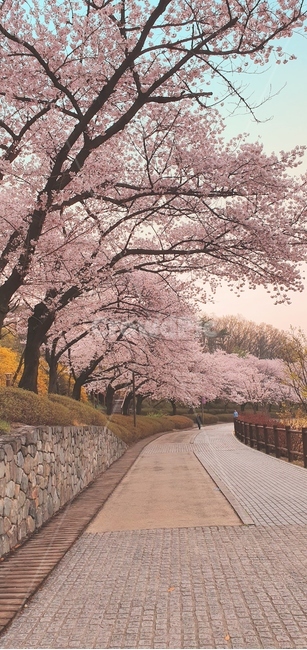벚꽃,공원,산책,4월,식물,plant,blossom,꽃,flower,봄풍경,분홍색꽃,체리블라썸,배경,바탕,시즌,season,봄꽃