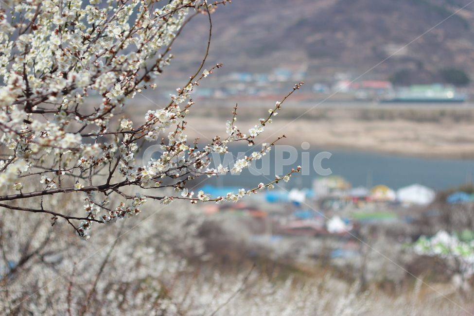 꽃,매화,flower,봄,spring,봄꽃,매화꽃,매실,prunusmume,나무,가지,식물,korea,풍경,자연,season,plants,nature,경치,scenery,야외