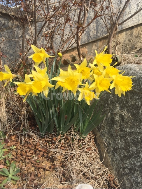 화단,수선화,봄꽃,꽃,노란꽃,봄,계절,spring,season,식물,자연,plants,nature,꽃,flower,plant,blossom