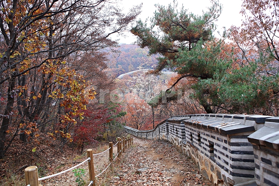 남한산성,성,성곽,단풍,낙엽,길,둘레길,담,돌담,가을,자연,풍경,벽,울긋불긋,산성,식물,가을,계절,fall,autumn,season,한국전통,한국문화,korean traditional,korean culture,plant