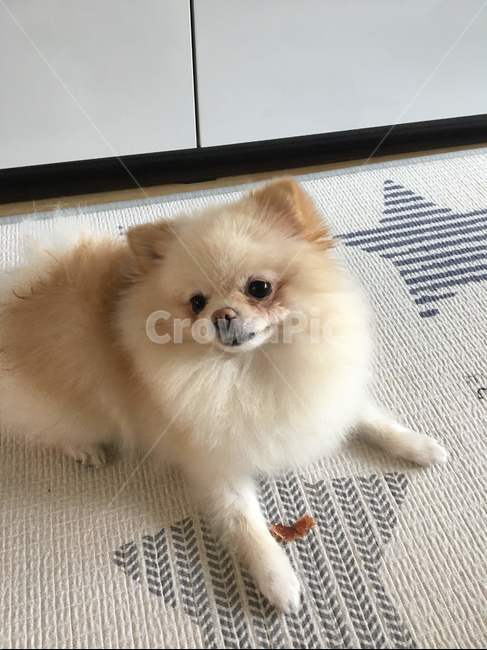 강아지,반려견,애완동물,애완견,개
